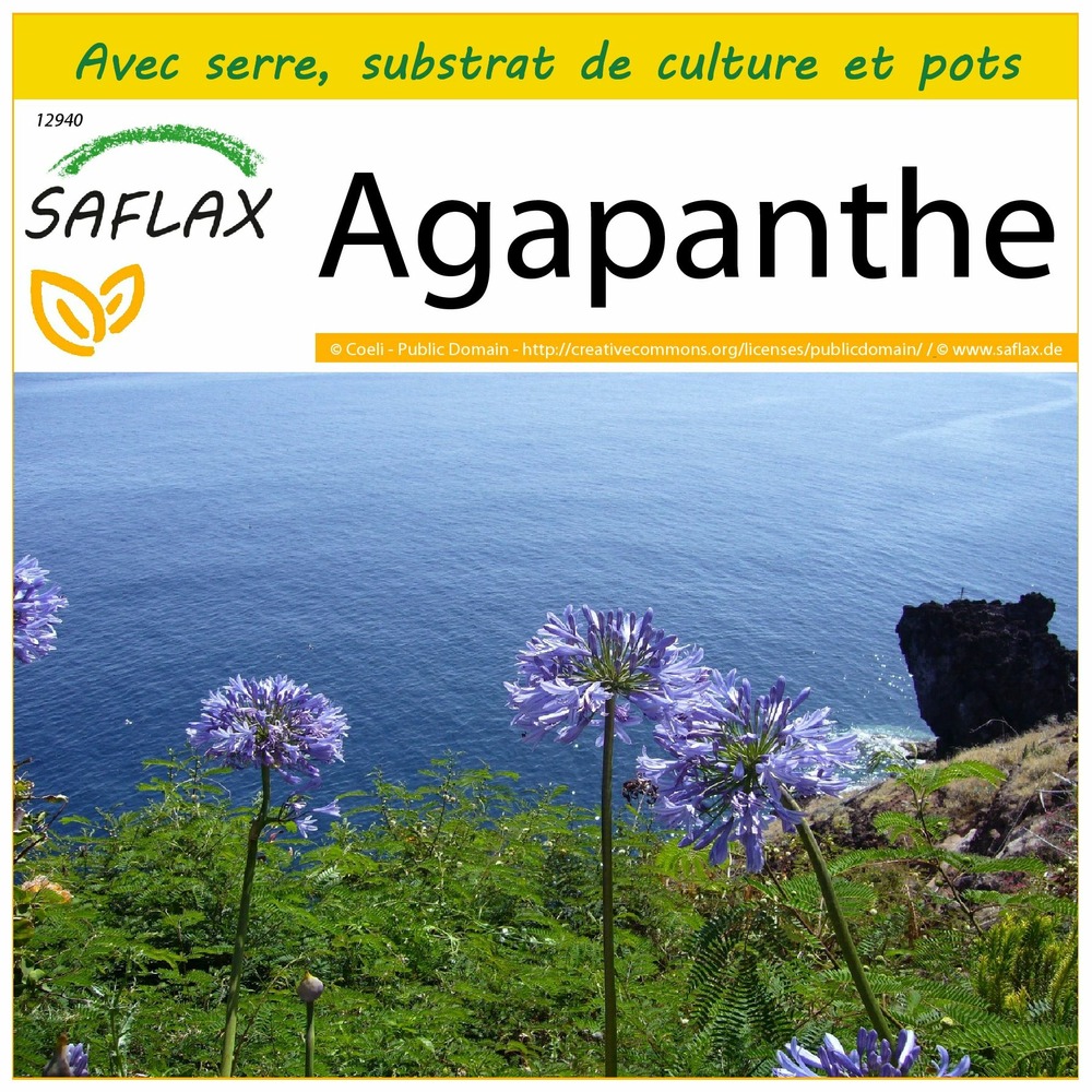 Ensemble de culture - agapanthe - 50 graines - agapanthus orientalis ssy. Praecox (blue)