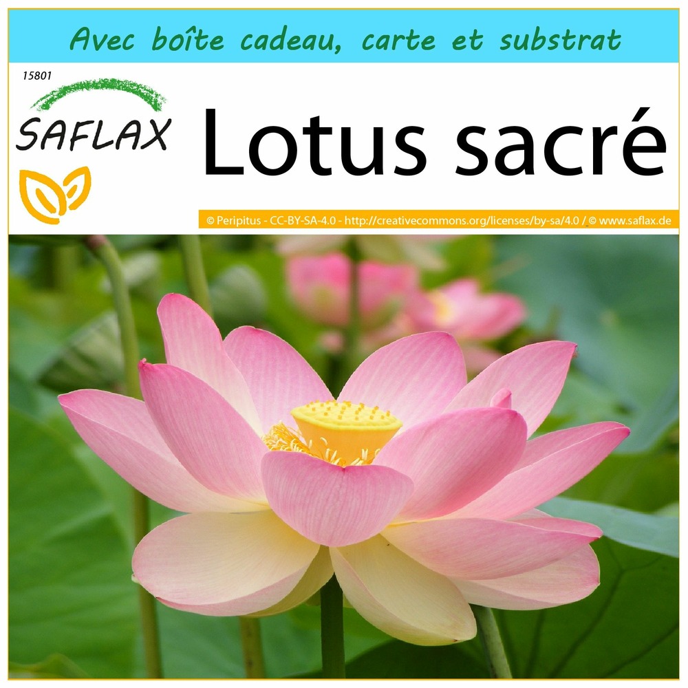Ensemble-cadeau - lotus sacré - 8 graines - nelumbo nucifera