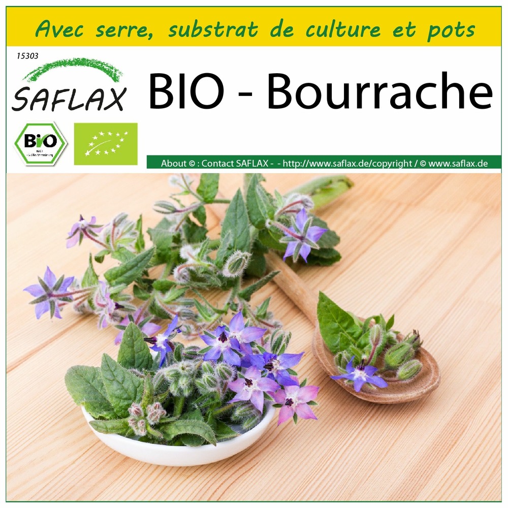 Ensemble de culture - bio - bourrache - 40 graines - borago officinalis