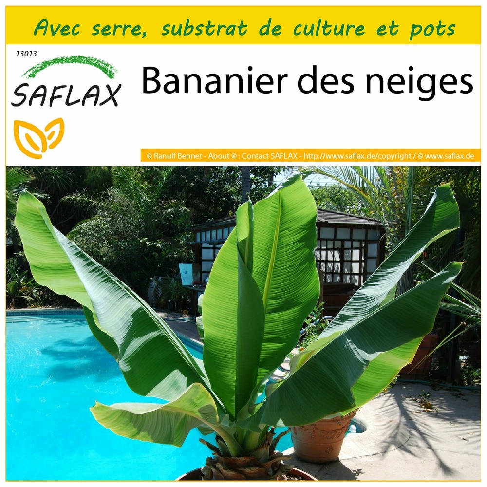 Ensemble de culture - bananier des neiges - 10 graines - ensete glaucum syn. Ensete wilsonii