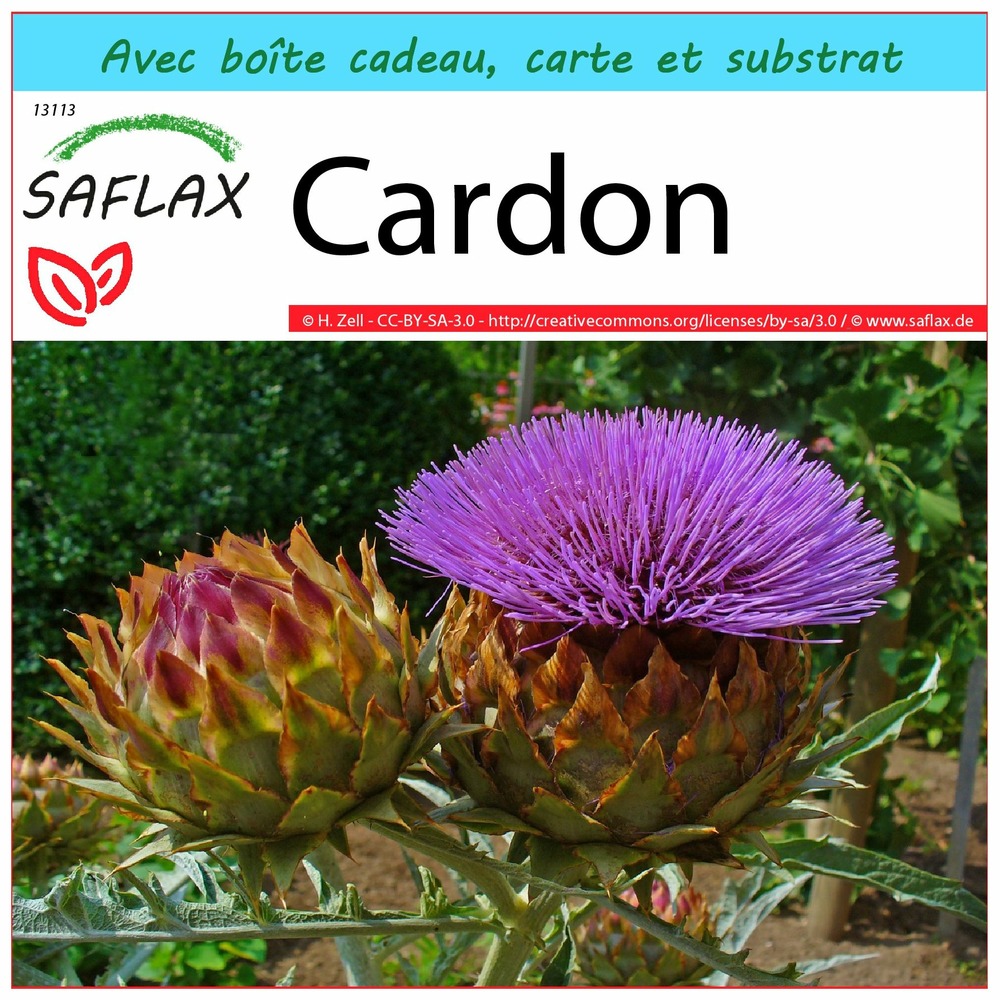 Ensemble-cadeau - cardon - 50 graines - cynara cardunculus