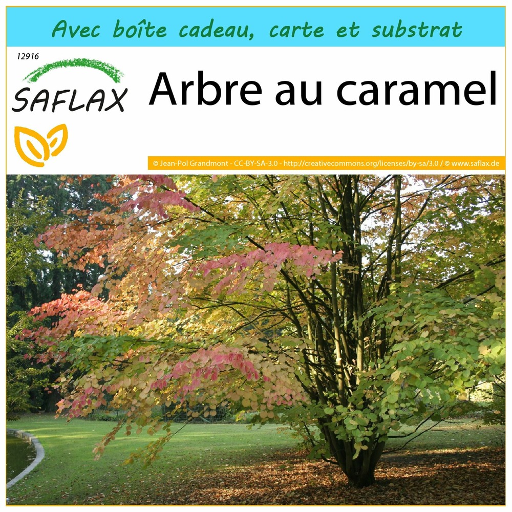 Ensemble-cadeau - arbre au caramel - 200 graines - cercidiphyllum japonicum