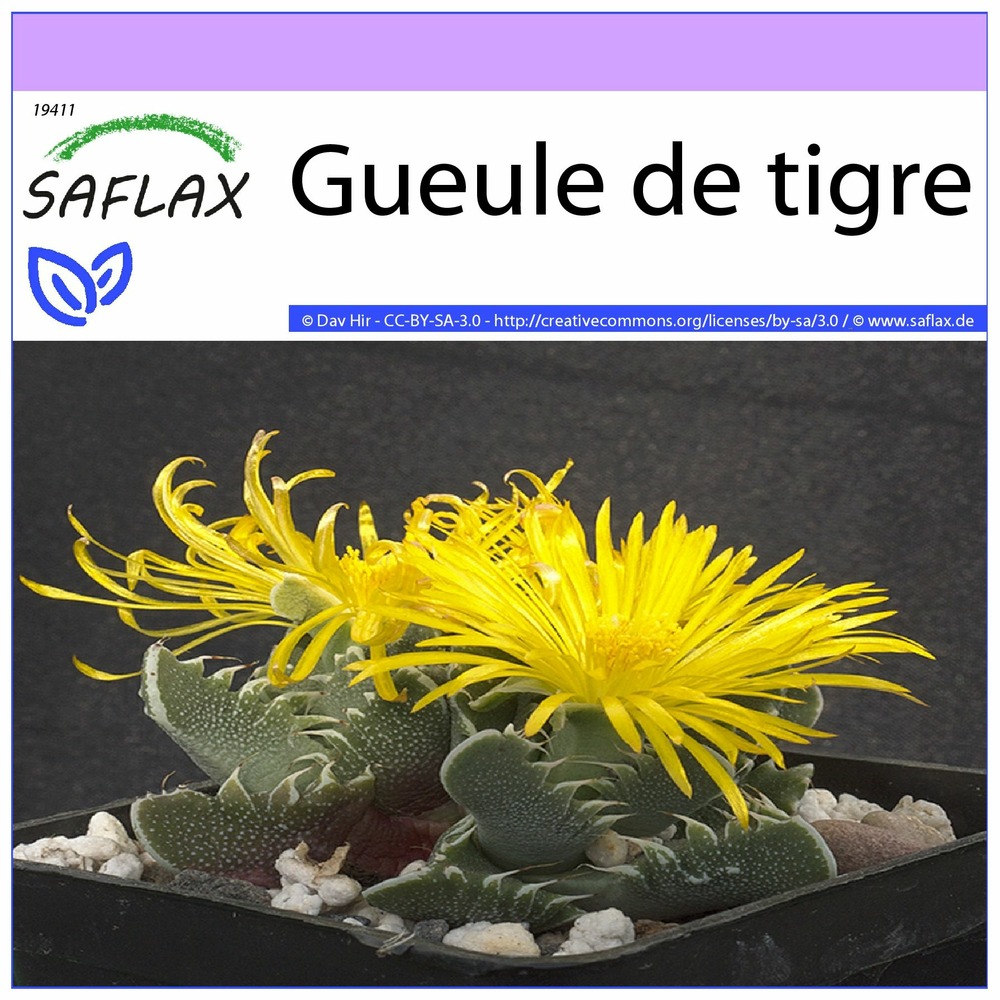Gueule de tigre - 40 graines - faucaria tigrina