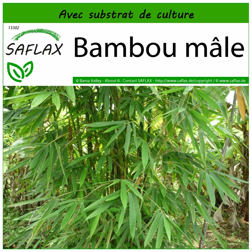 Bambou mâle - 50 graines - avec substrat - dendrocalamus strictus