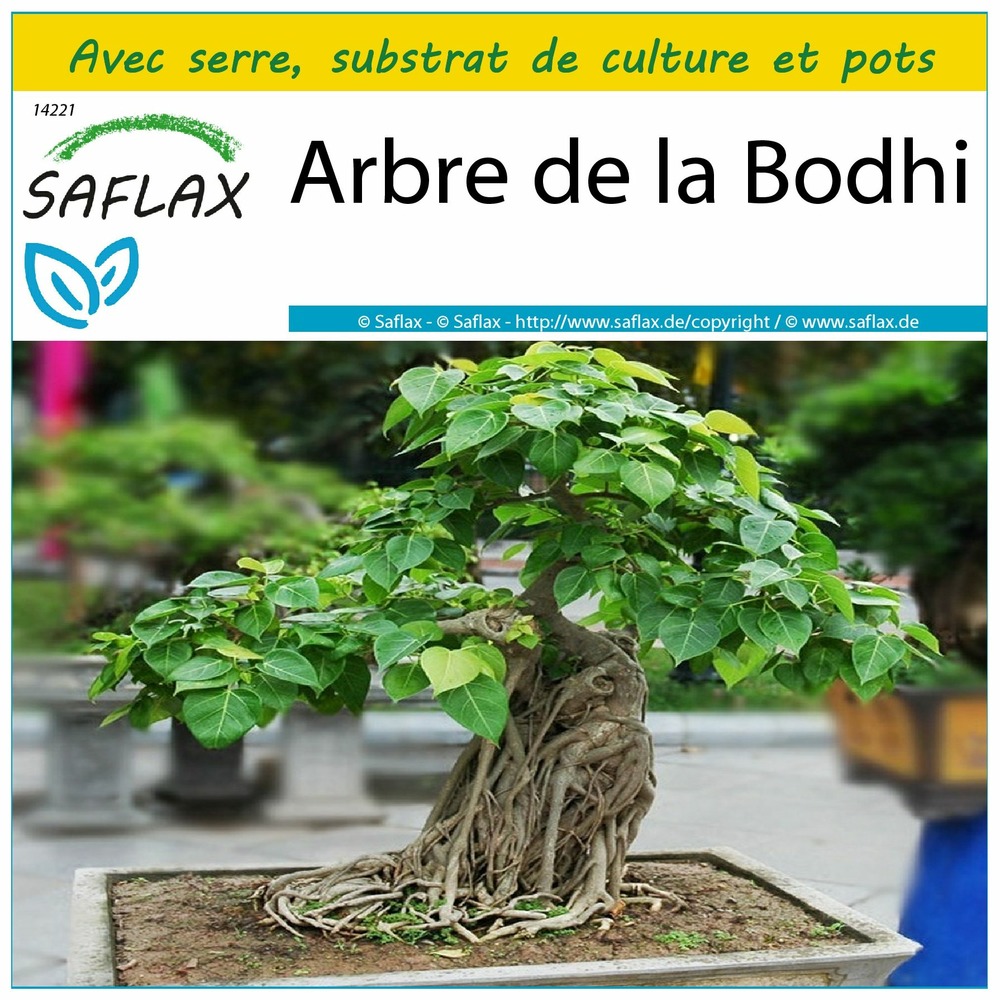 Ensemble de culture - arbre de la bodhi - 100 graines - ficus religiosa