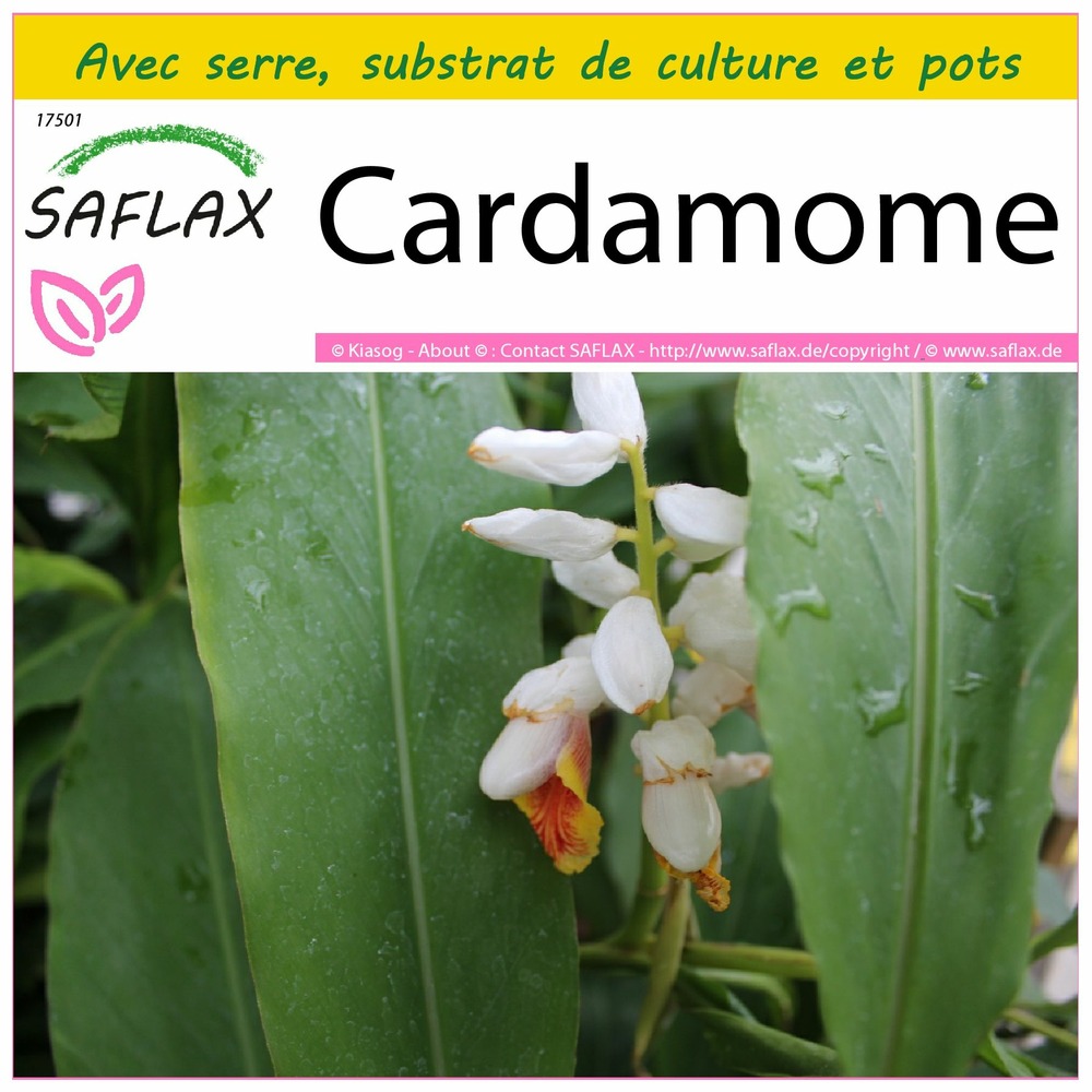 Ensemble de culture - cardamome - 20 graines - elettaria cardamomum