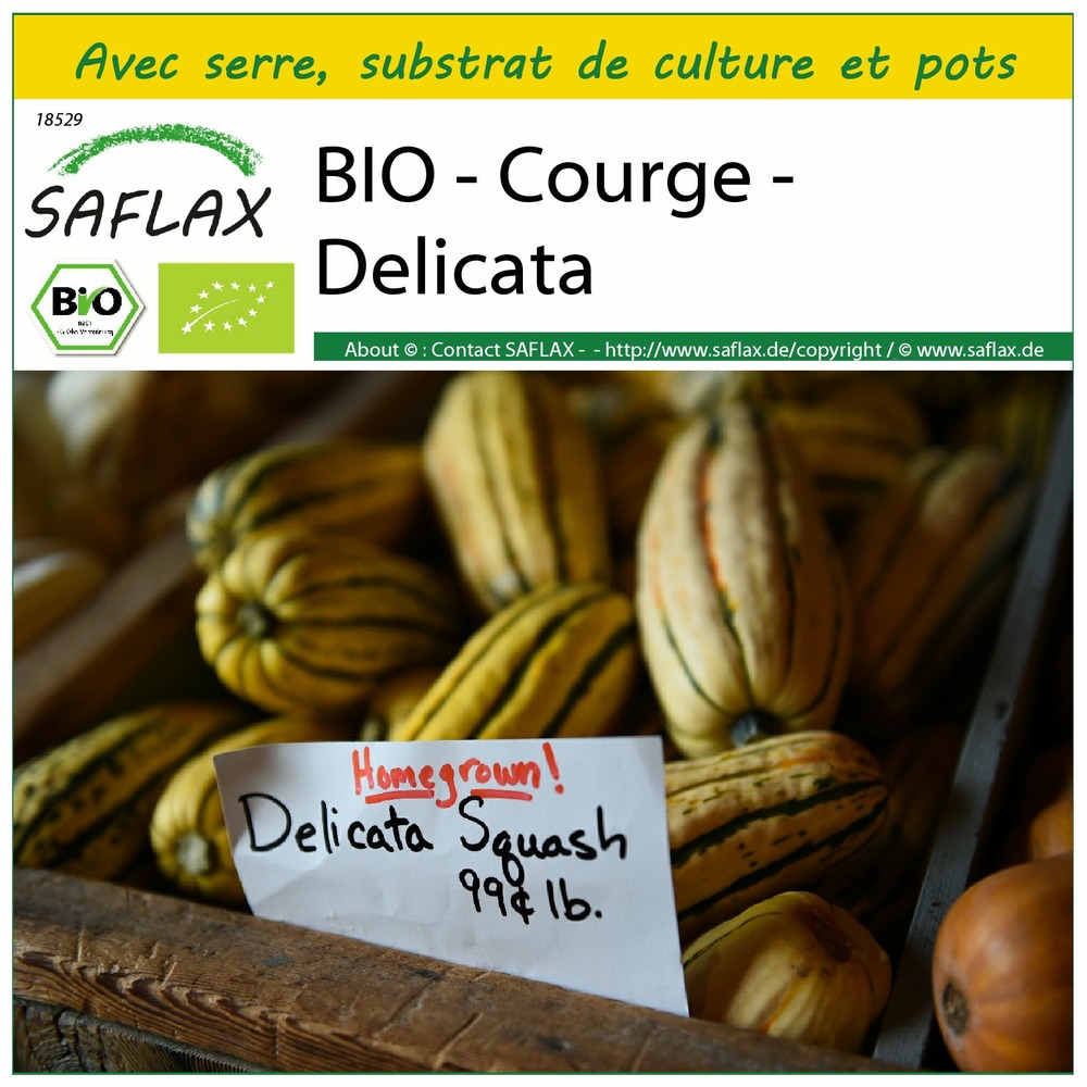 Ensemble de culture - bio - courge - delicata - 6 graines - cucurbita pepo