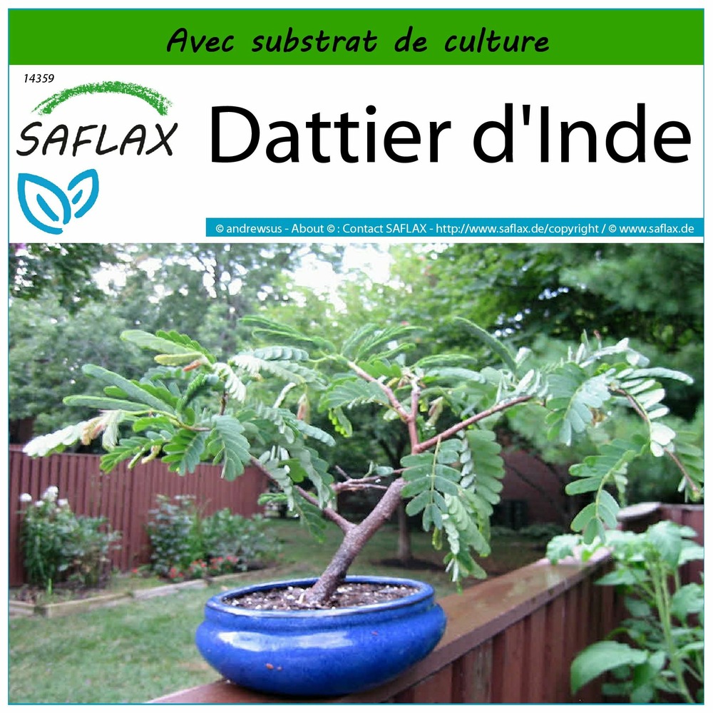 Dattier d'inde - 4 graines - avec substrat - tamarindus indica