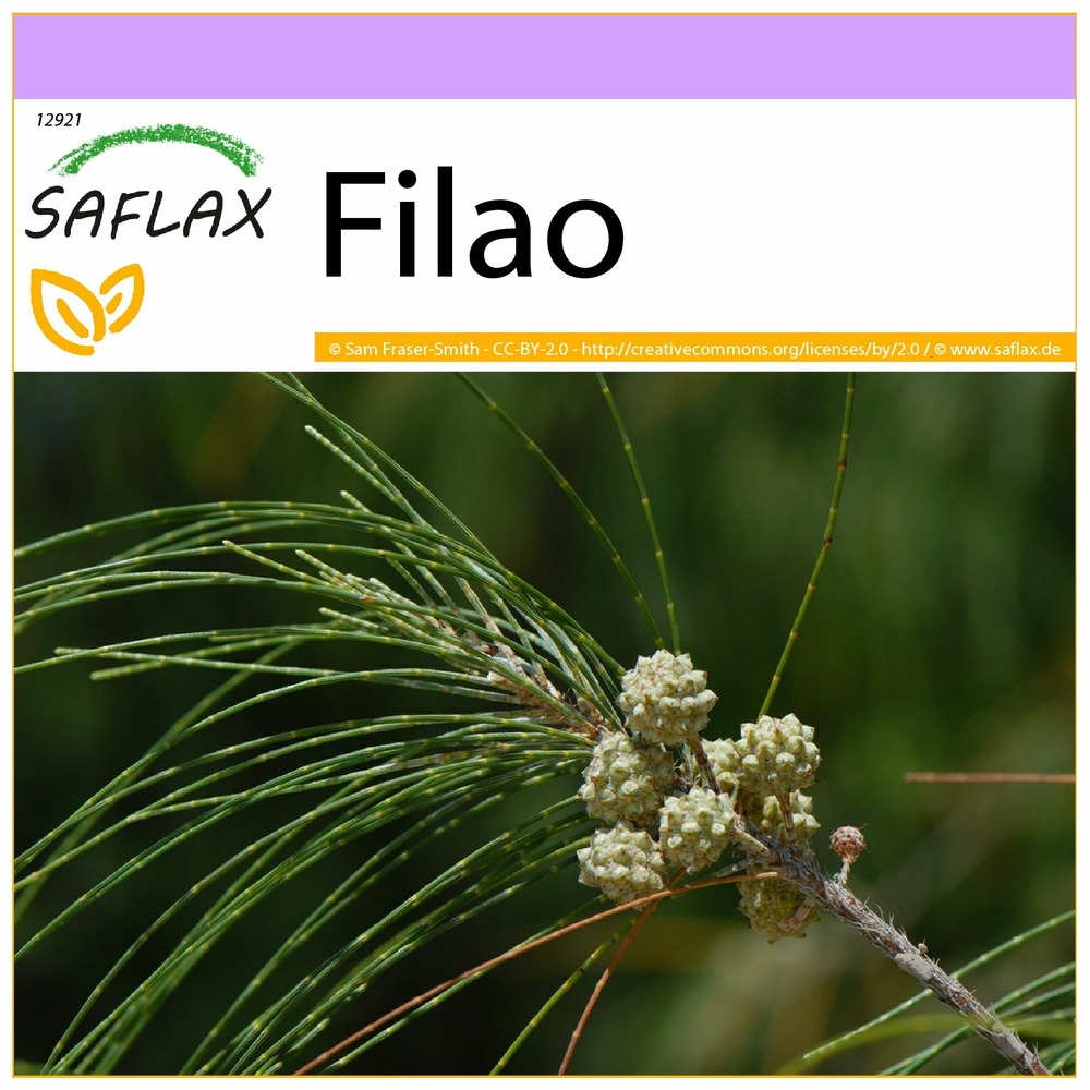 Filao - 200 graines - casuarina equisetifolia