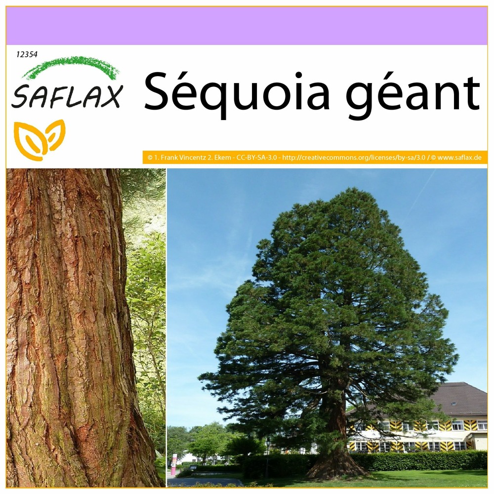 Séquoia géant - 50 graines - sequoiadendron gigantea