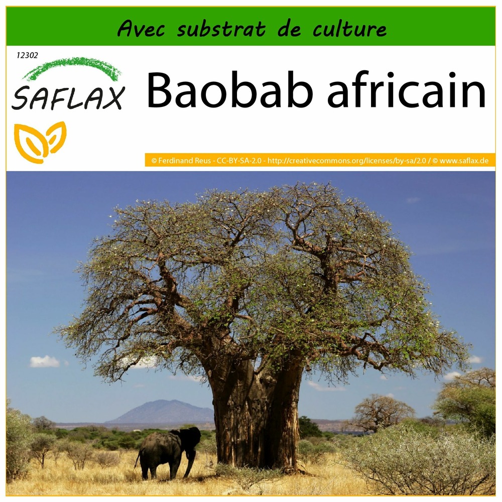 Baobab africain - 6 graines - avec substrat - adansonia digitata