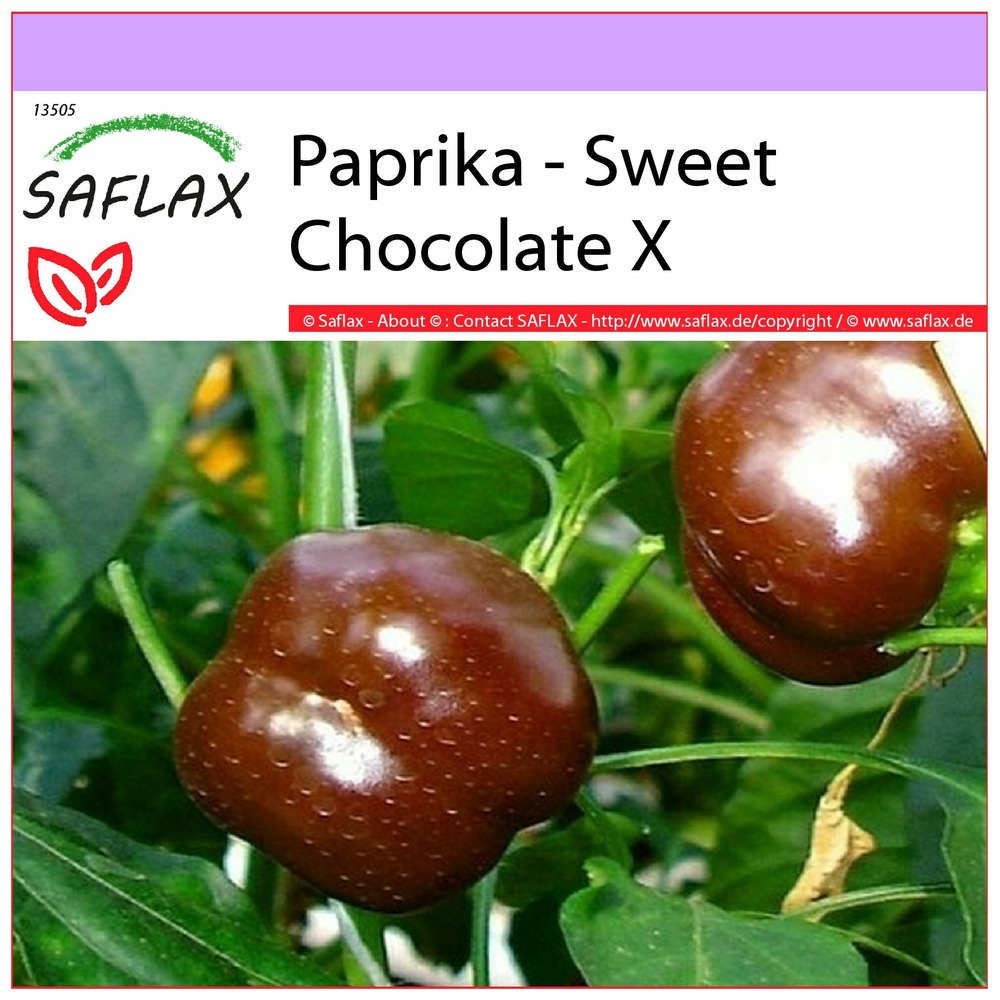 Paprika - sweet chocolate x - 10 graines - capsicum annum
