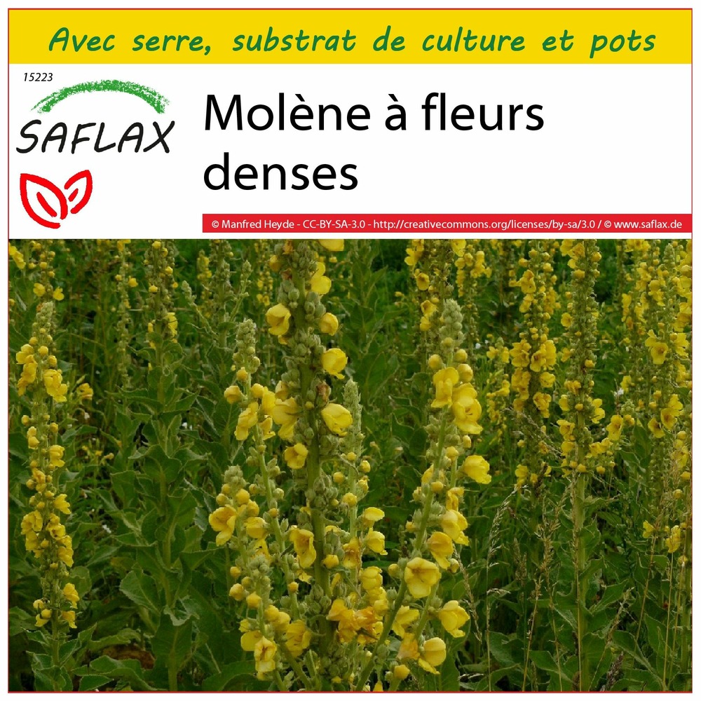 Ensemble de culture - molène à fleurs denses - 500 graines - verbascum densiflorum
