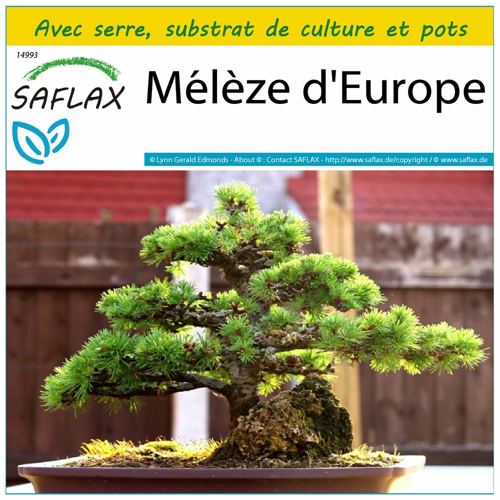 Ensemble de culture - mélèze d'europe - 75 graines - larix decidua