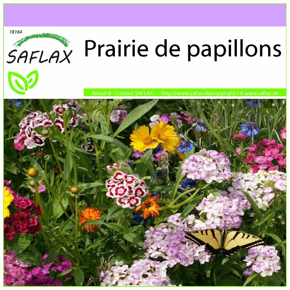 Prairie de papillons - 1000 graines - mix