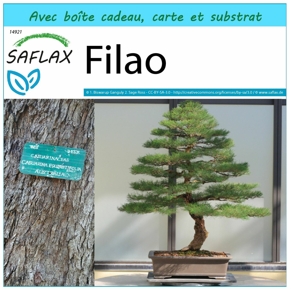 Ensemble-cadeau - filao - 200 graines - casuarina equisetifolia