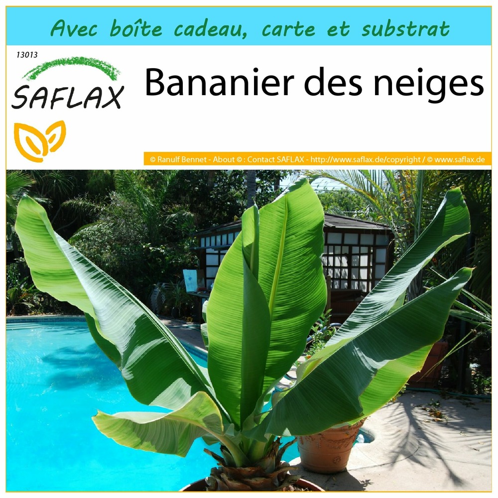 Ensemble-cadeau - bananier des neiges - 10 graines - ensete glaucum syn. Ensete wilsonii