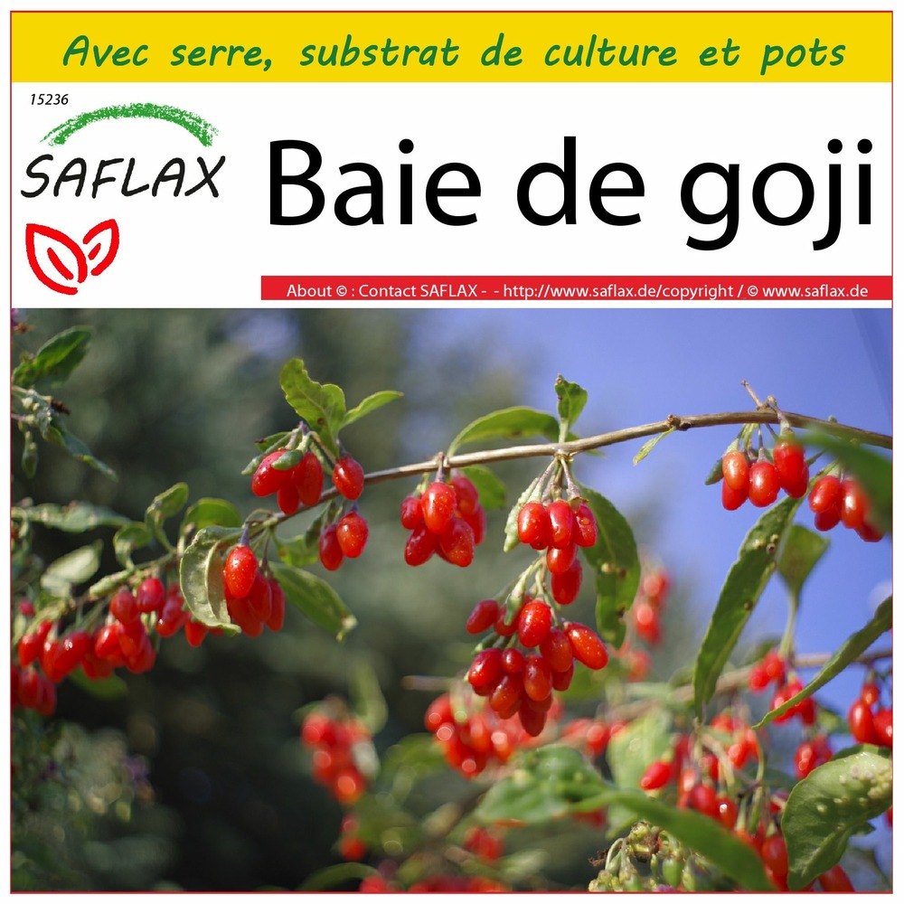 Ensemble de culture - baie de goji - 200 graines - lycium chinensis