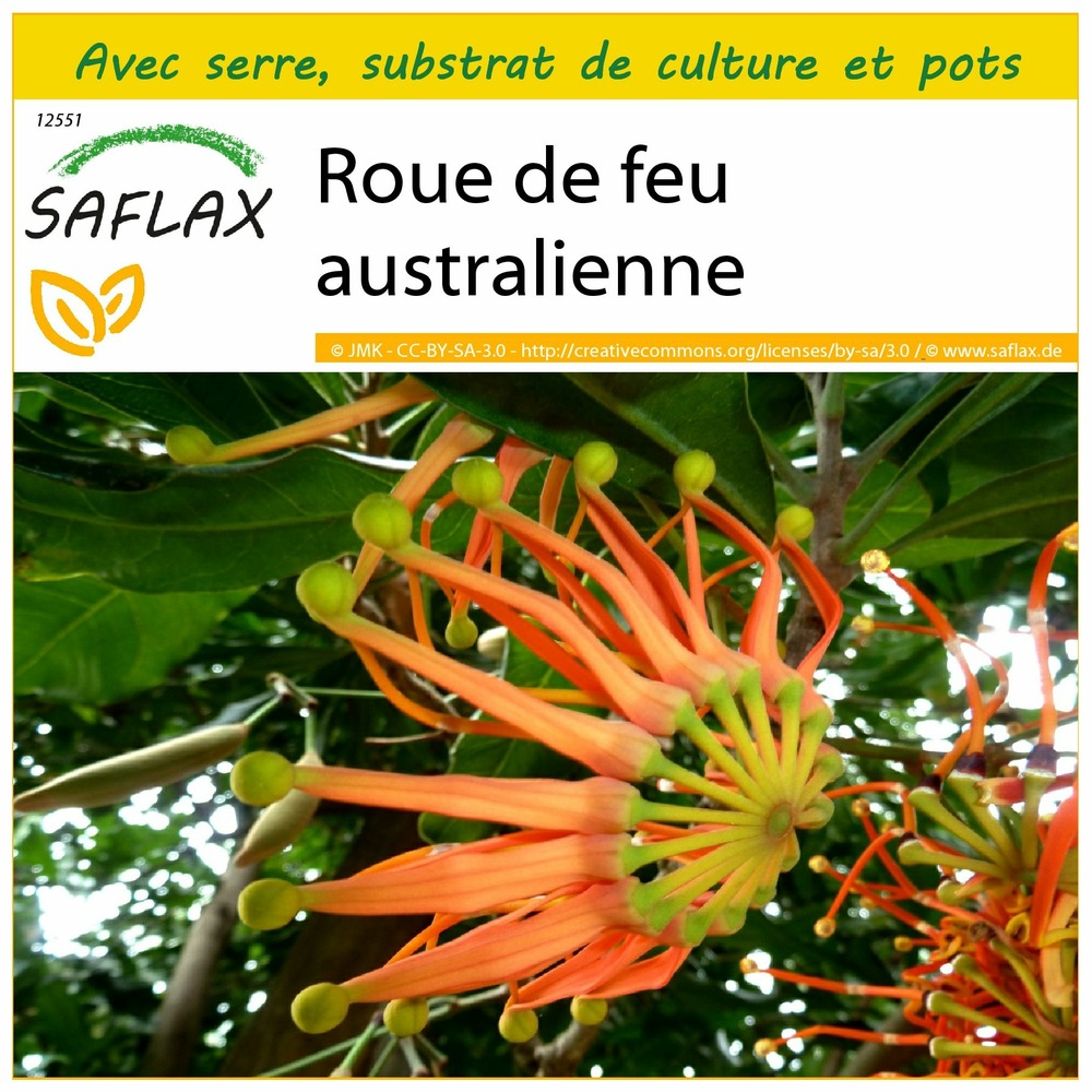 Ensemble de culture - roue de feu australienne - 20 graines - stenocarpus sinuatus