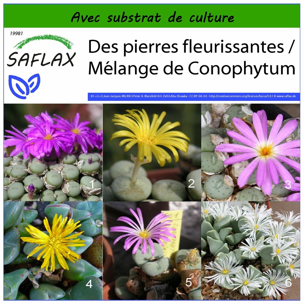 Des pierres fleurissantes / mélange de conophytum - 40 graines - avec substrat - conophytum mix