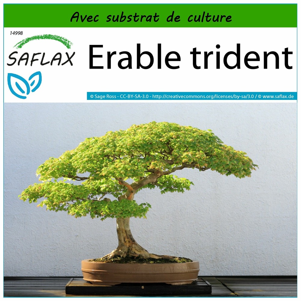 Erable trident - 30 graines - avec substrat - acer buergerianum