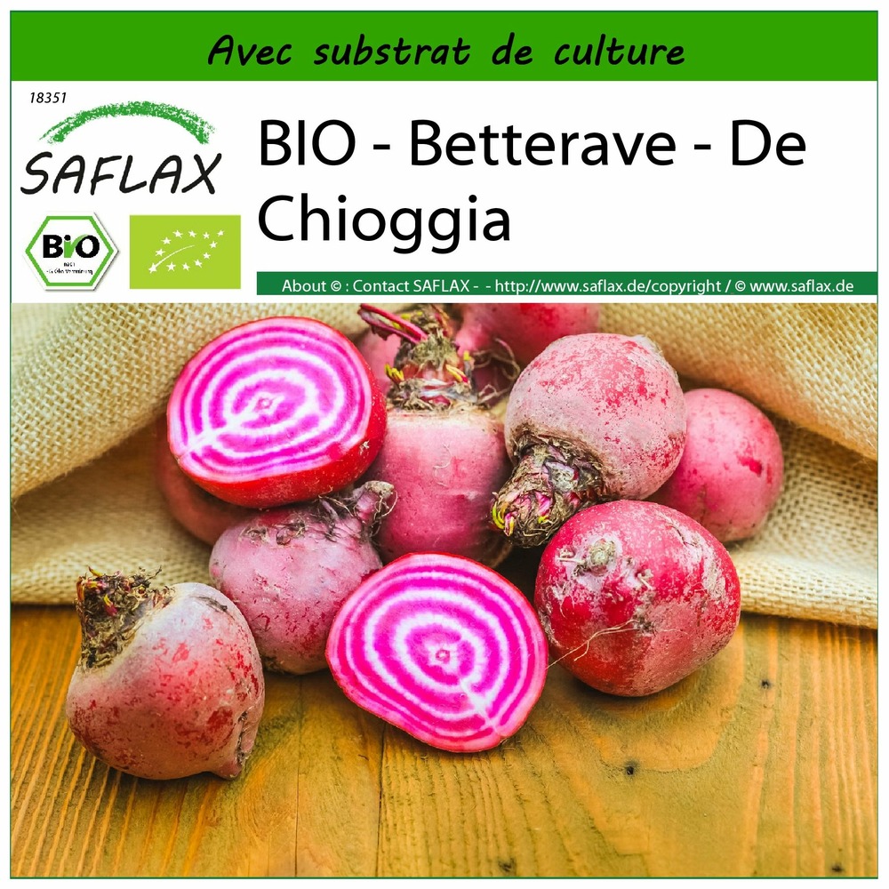 Bio - betterave - de chioggia - 70 graines - avec substrat - beta vulgaris
