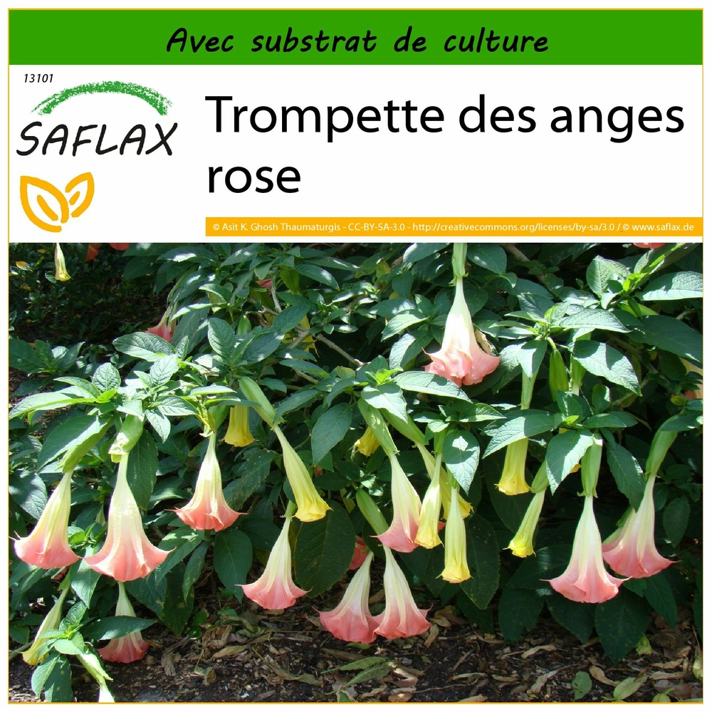 Trompette des anges rose - 10 graines - avec substrat - brugmansia suaveolens pink