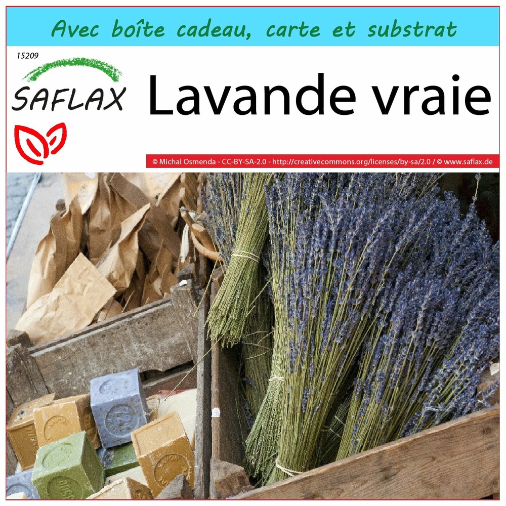 Ensemble-cadeau - lavande vraie - 150 graines - lavandula angustifolia