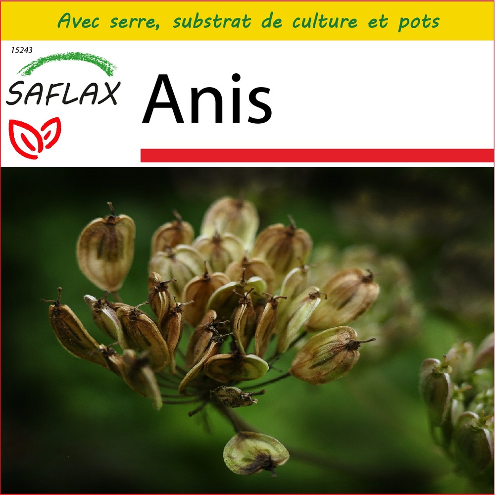Ensemble de culture - anis - 200 graines - pimpinella anisum