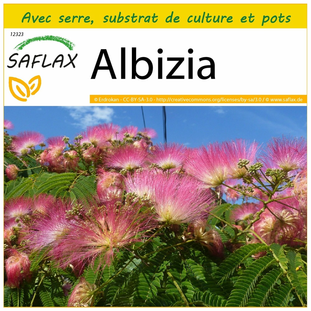 Ensemble de culture - albizia - 50 graines - albizia julibrissin