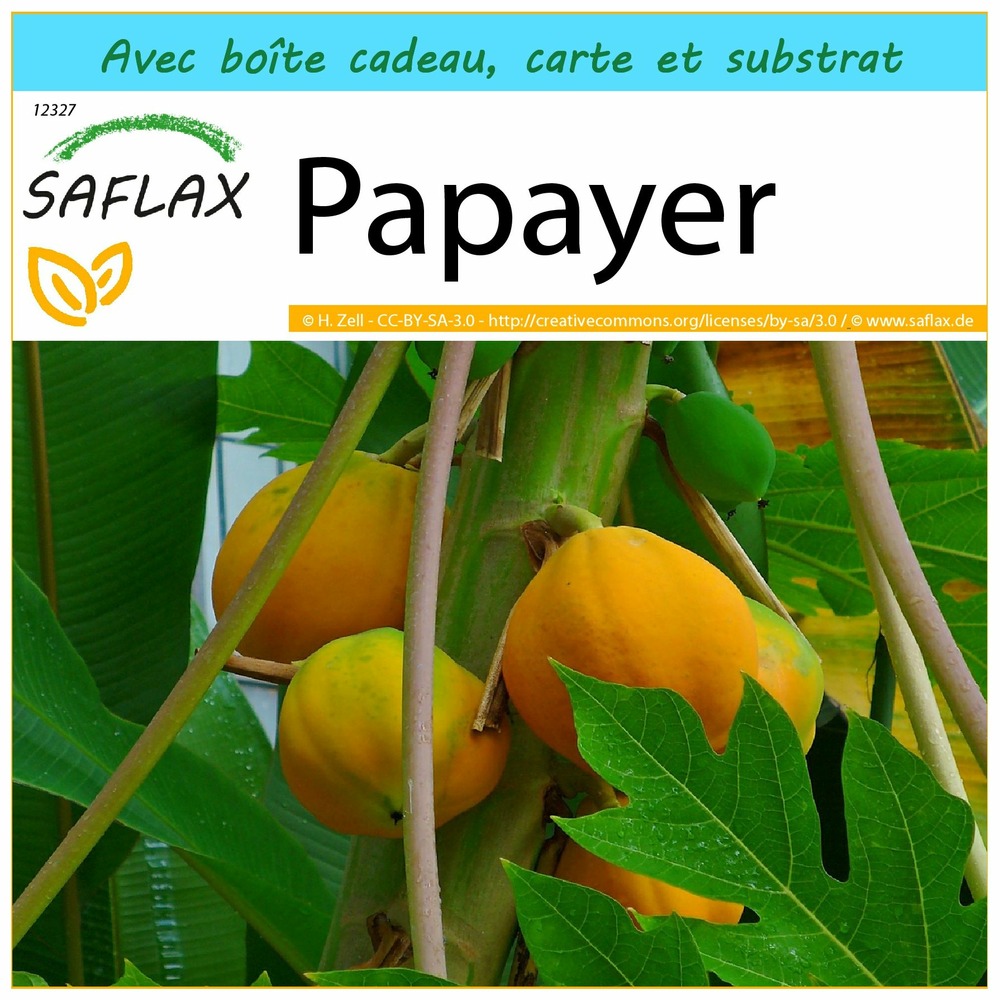 Ensemble-cadeau - papayer - 30 graines - carica papaya