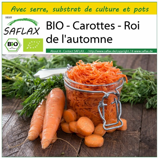 Ensemble de culture - bio - carottes - roi de l'automne - 1000 graines - daucus carota subsp. Sativus