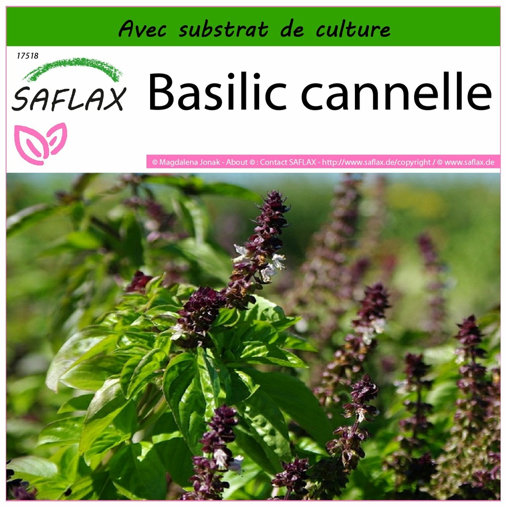 Basilic cannelle - 200 graines - avec substrat - ocimum basilicum cinnamon