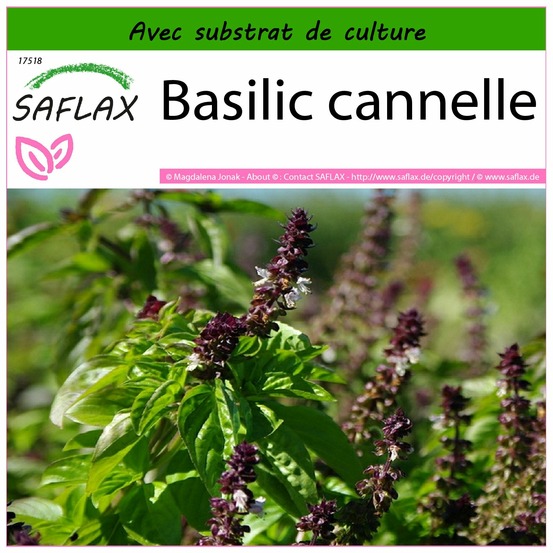 Basilic cannelle - 200 graines - avec substrat - ocimum basilicum cinnamon