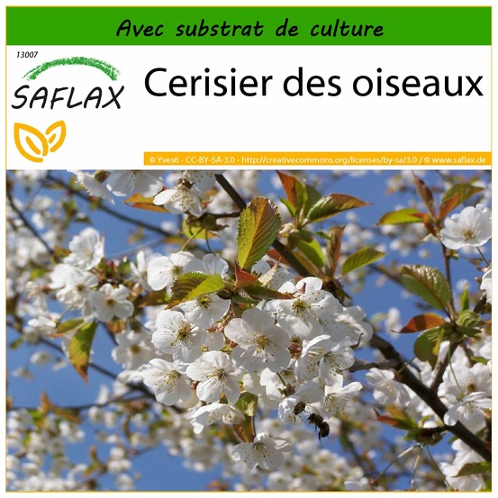 Cerisier des oiseaux - 10 graines - avec substrat - prunus avium