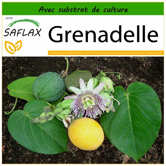 Grenadelle - 20 graines - avec substrat - passiflora ligularis