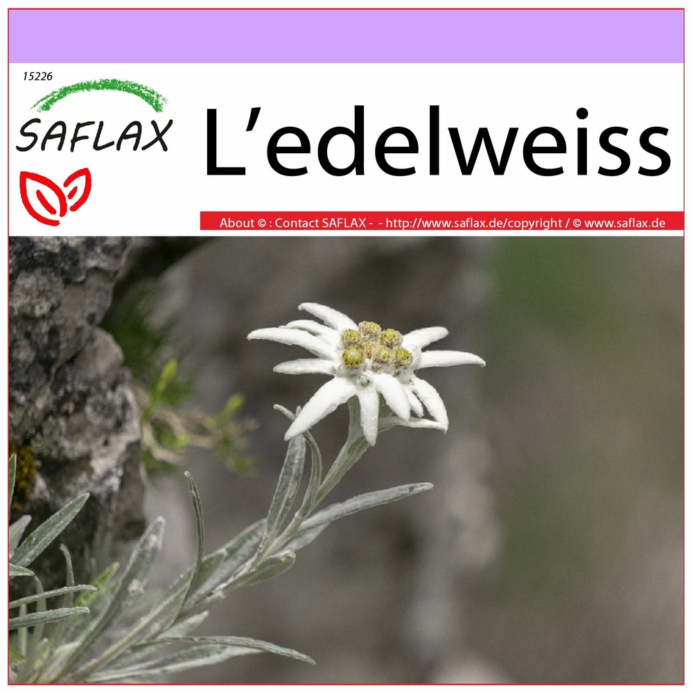 L’edelweiss - 500 graines - leontopodium alpinum