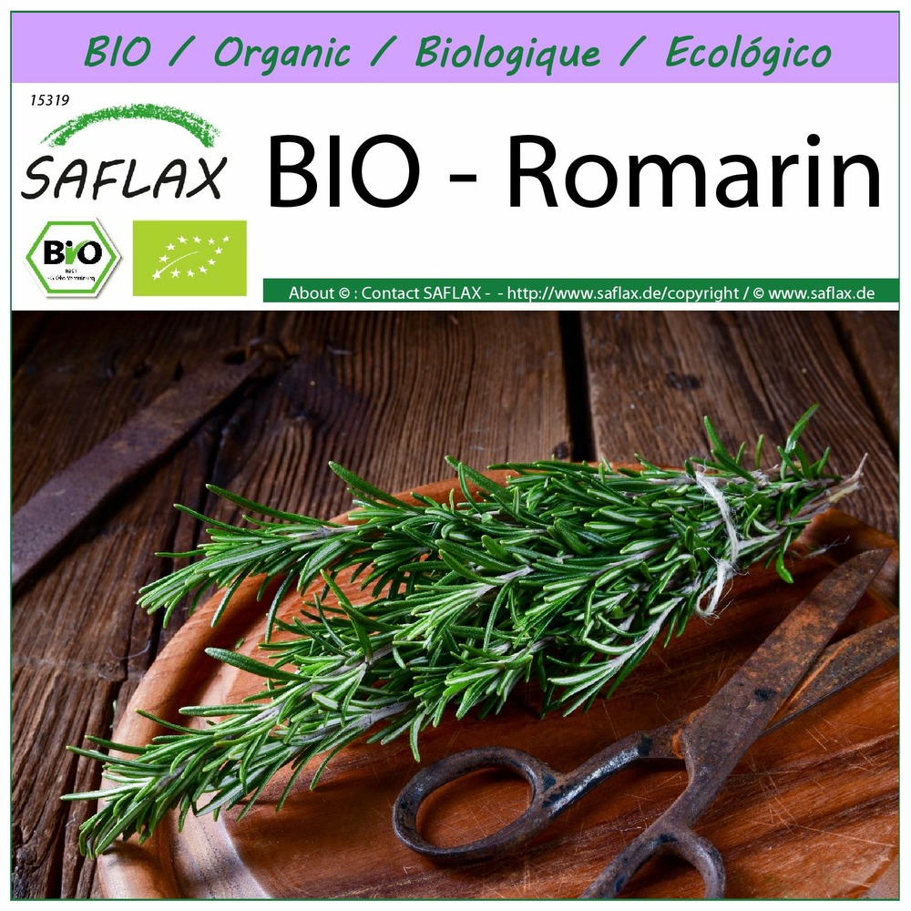 Bio - romarin - 40 graines - rosmarinus officinalis