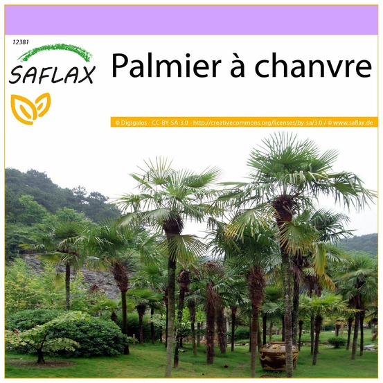 Palmier à chanvre - 10 graines - chamaerops excelsa