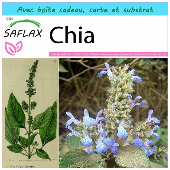 Ensemble-cadeau - chia - 500 graines - salvia hispanica