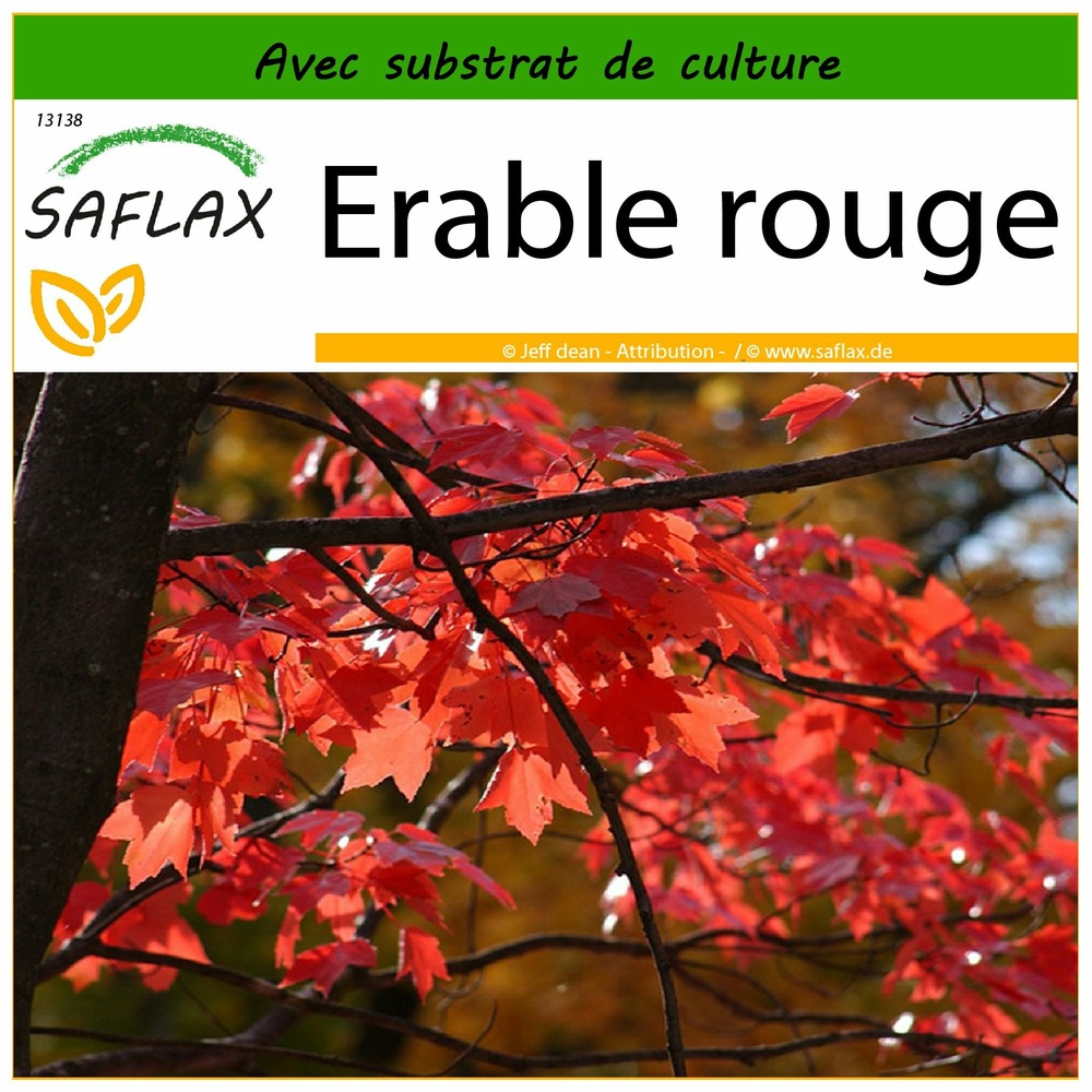 Erable rouge - 20 graines - avec substrat - acer rubrum