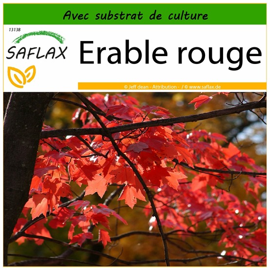 Erable rouge - 20 graines - avec substrat - acer rubrum