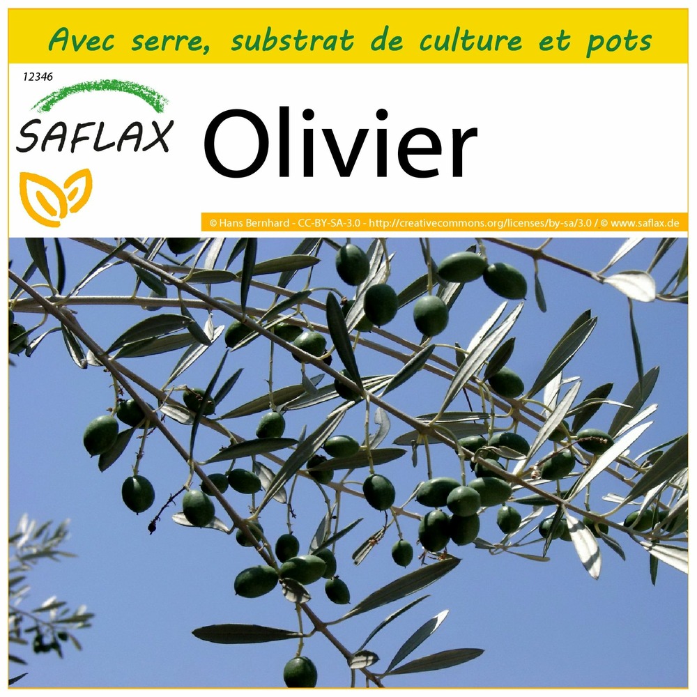 Ensemble de culture - olivier - 20 graines - olea europea