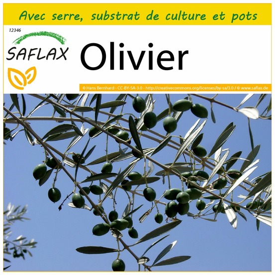 Ensemble de culture - olivier - 20 graines - olea europea
