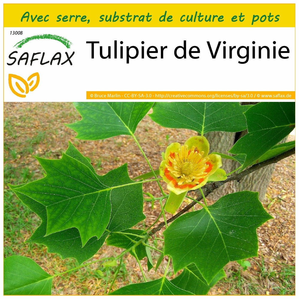 Ensemble de culture - tulipier de virginie - 20 graines - liriodendron tulipifera
