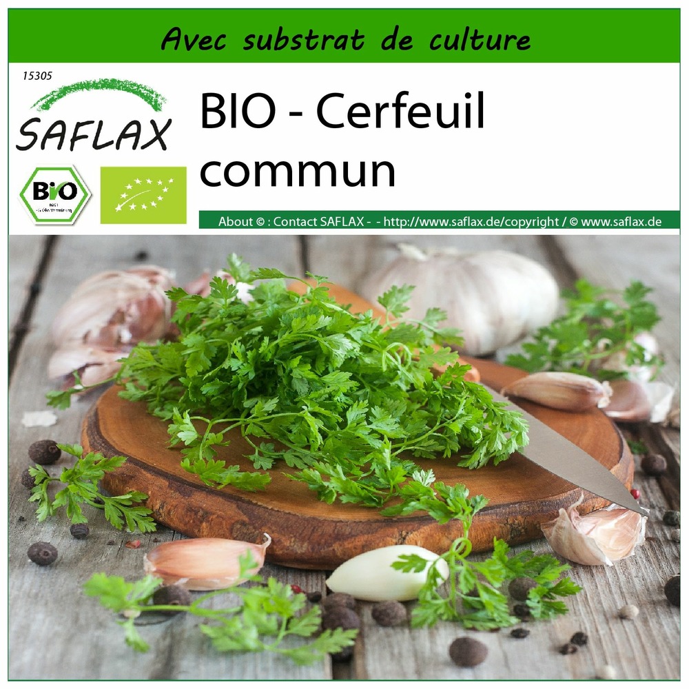 Bio - cerfeuil commun - 800 graines - avec substrat - anthriscus cerefolium