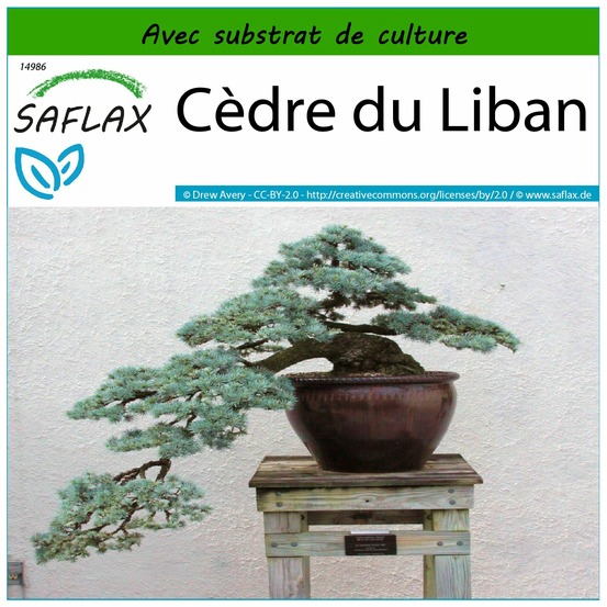 Cèdre du liban - 20 graines - avec substrat - cedrus libani