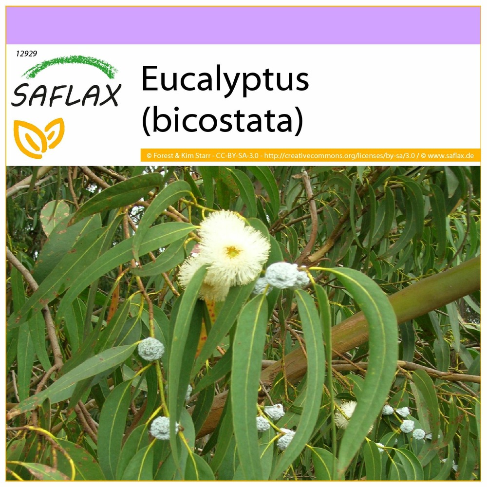 Eucalyptus (bicostata) - 100 graines - eucalyptus globulus bicostata