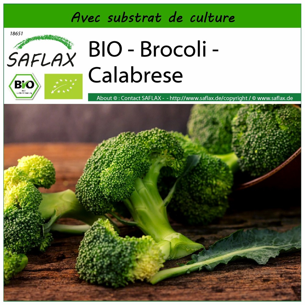 Bio - brocoli - calabrese - 100 graines - avec substrat - brassica oleracea