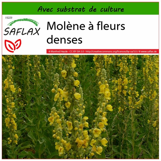 Molène à fleurs denses - 500 graines - avec substrat - verbascum densiflorum
